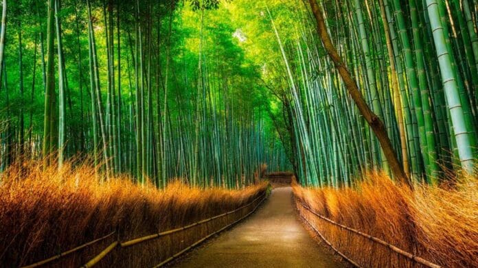 Cómo llegar al Bosque de Bambú de Arashiyama: guía paso a paso desde Kioto