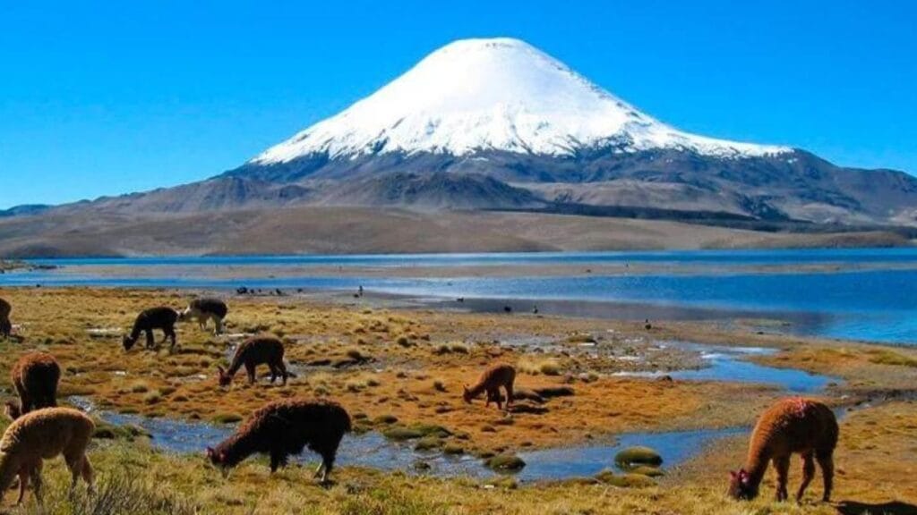 salinas y aguada blanca arequipa