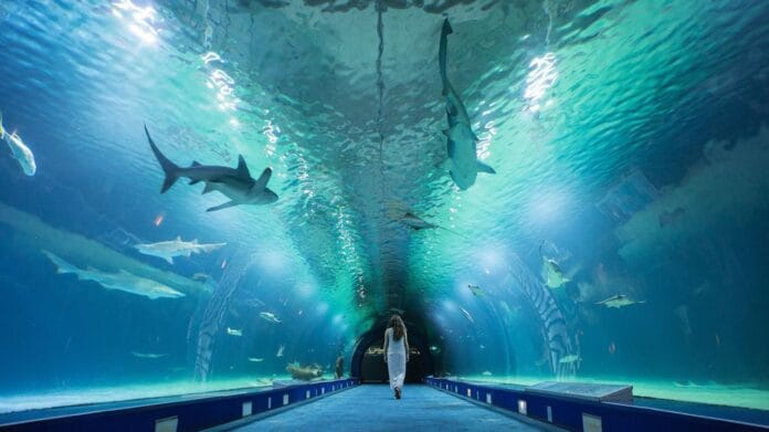 que ver en el oceanografic de valencia que ver en el oceanogràfic de Valencia