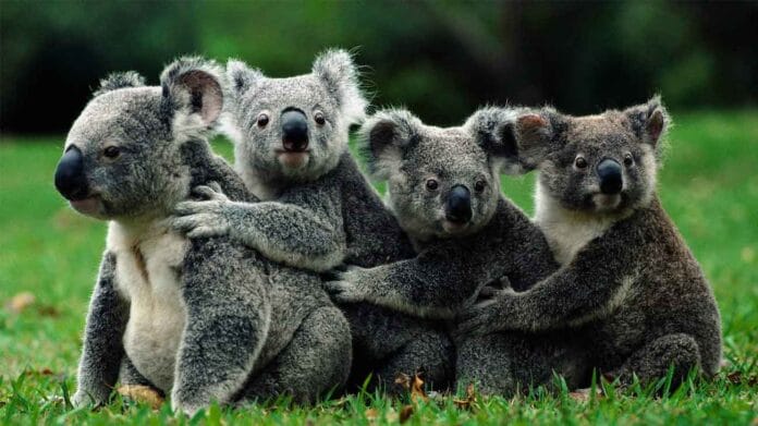 10-lugares-para-ver-koalas-australia-libertad-santuarios 10 lugares para ver koalas Australia libertad santuarios