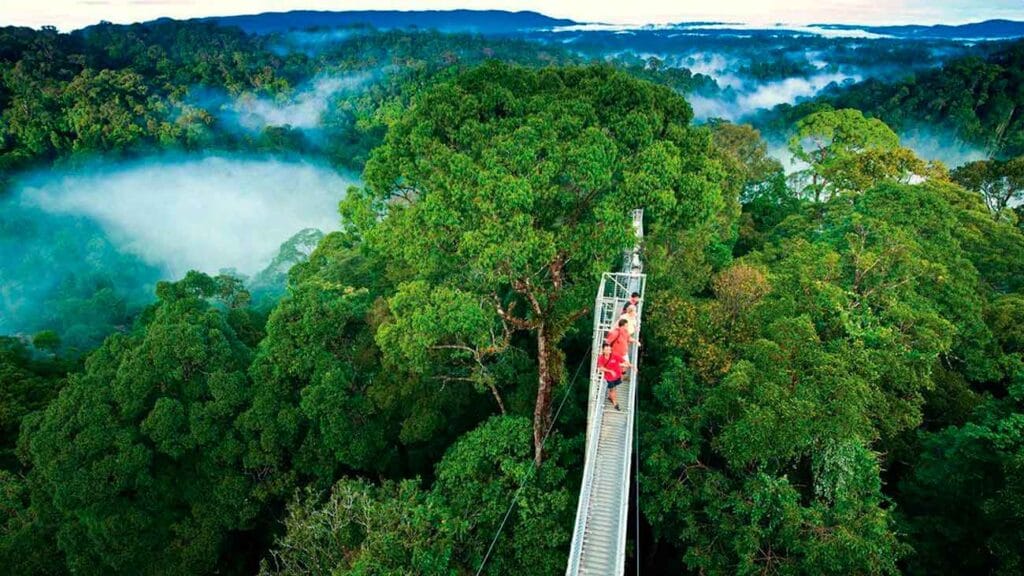 bosque nubuso monteverde