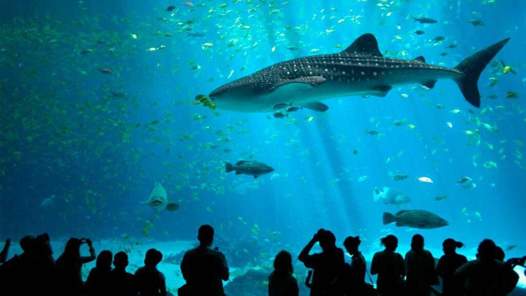 acuario dubai mall tiburon ballena