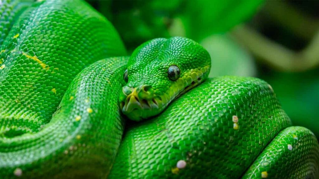 boa esmeralda
