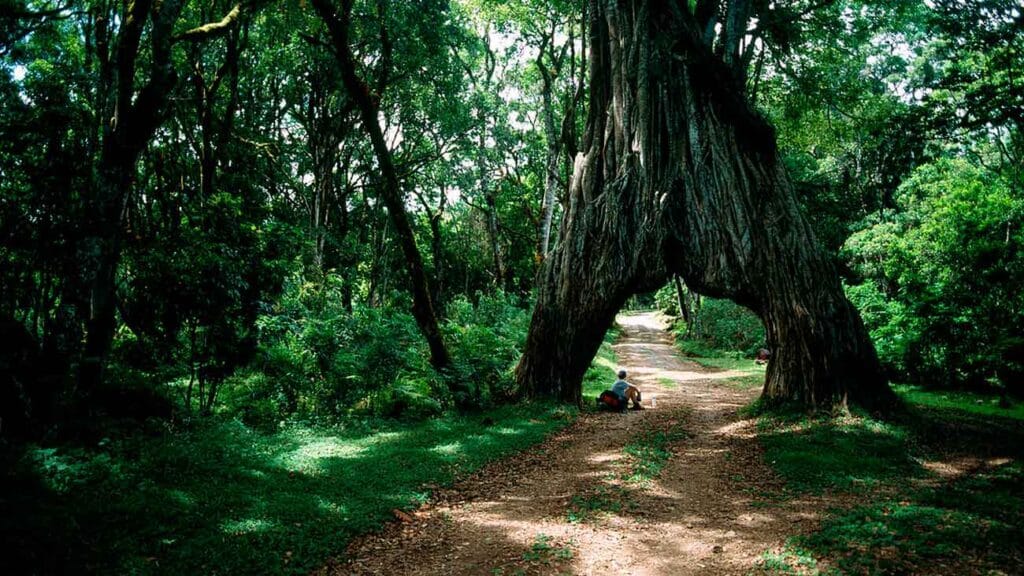 fig tree arch parque nacional de arusha