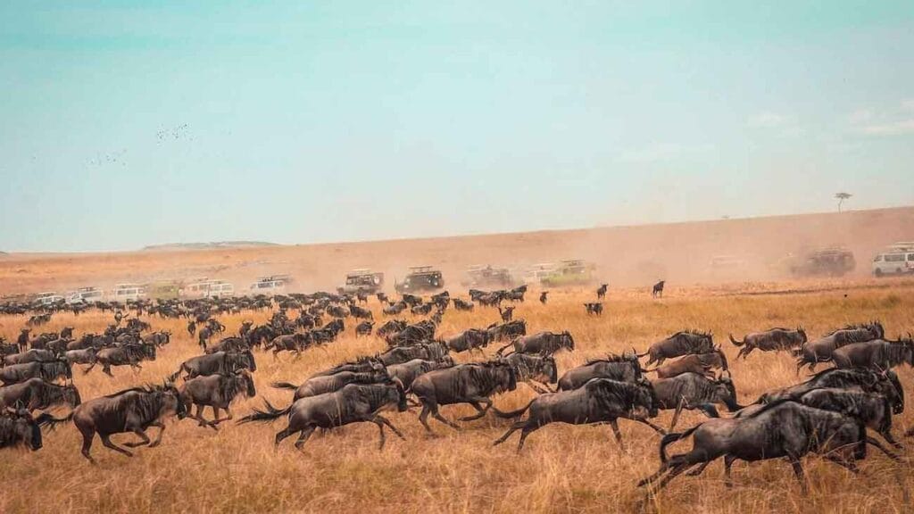 gran migracion