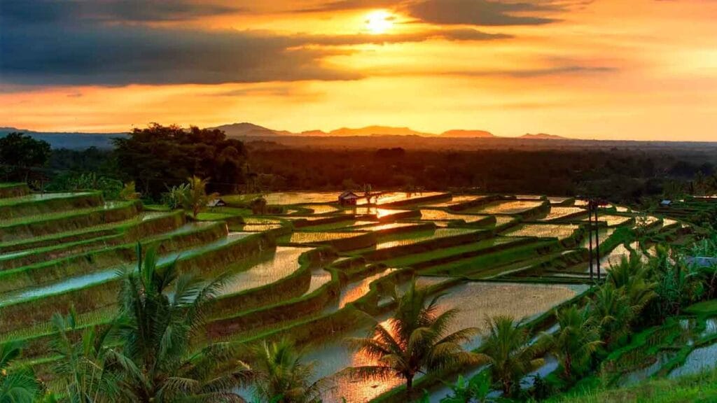jatiluwih arrozal indonesia bali