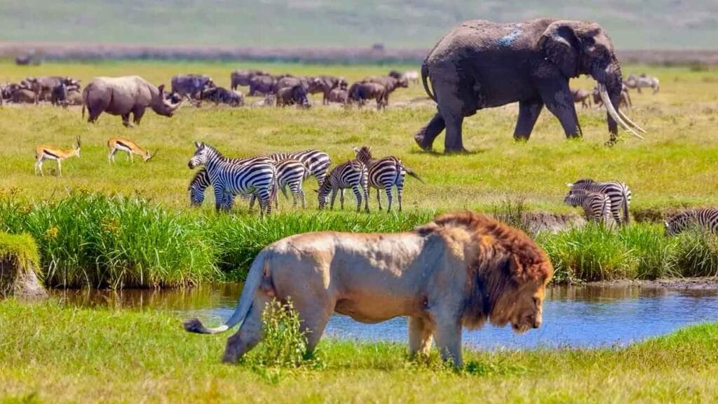 parque nacional serengeti