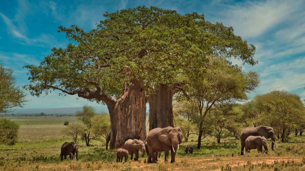 parque nacional tarangire elefante baobabs