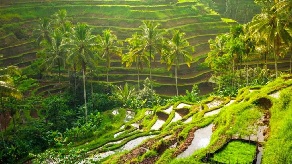 tegallalang arrozal bali Indonesia