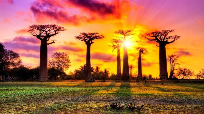 avenida-baobabs-madagascar avenida baobabs madagascar