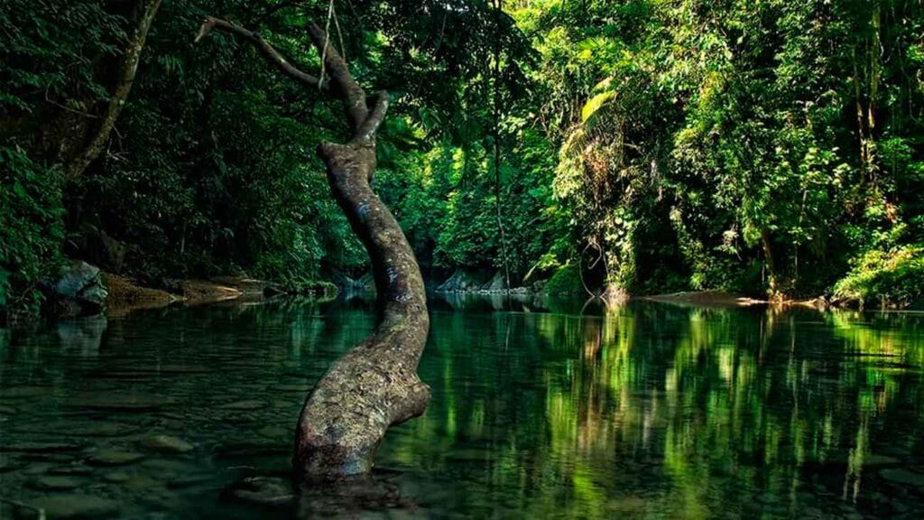 Parque Nacional Gunung Leuser