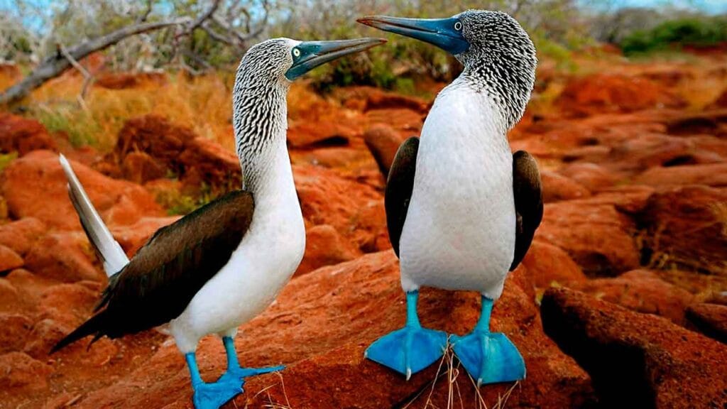 pajaro bobo de patas azules
