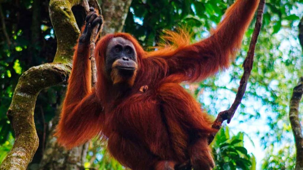parque nacional gunung leuser orangutan