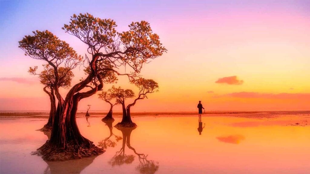 Sumba árboles Indonesia