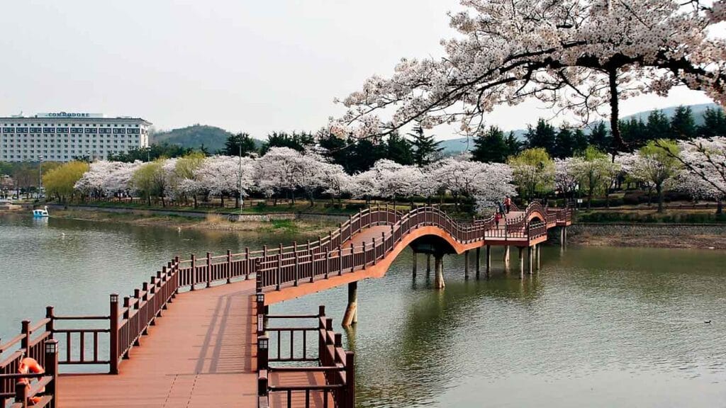 gyeongju puente cerezos flor