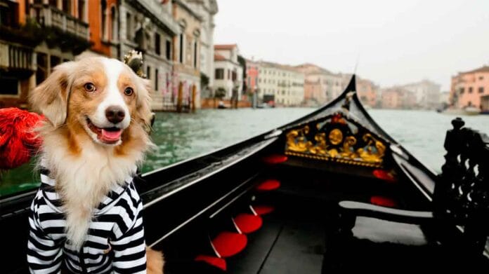 Italia impondrá un nuevo impuesto a los perros de turistas para intentar frenar el turismo masivo