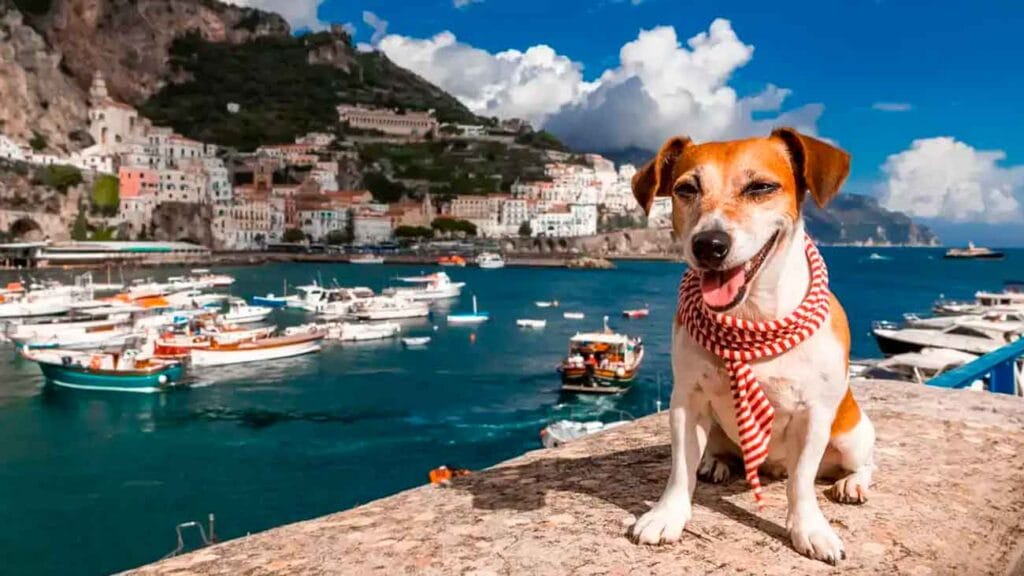 perro costa amalfitana italia