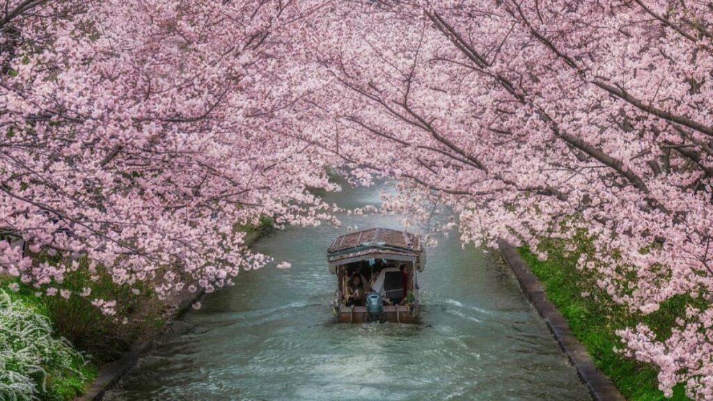 Un barco recorriendo un canal durante el Festival de la Sakura en Fujiyoshida