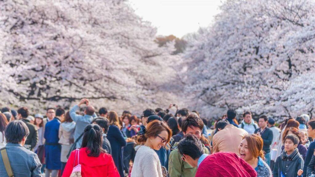 Turistas durante el festival de los cerezos