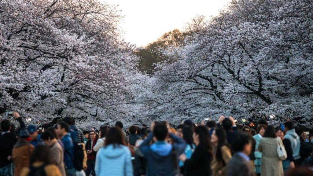 Turistas durante el festival de la sakura