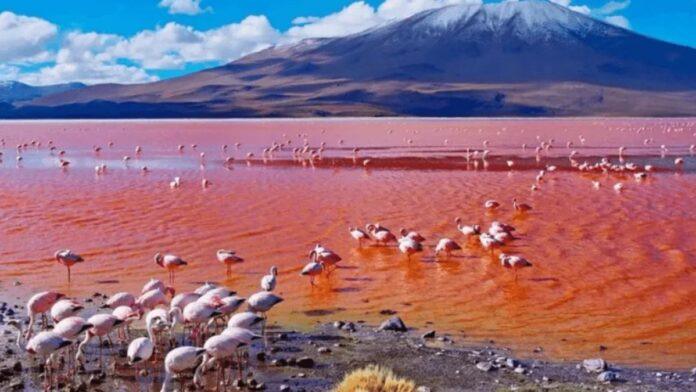 Lago Natron: El lago escarlata de Tanzania que deja ojipláticos a todos los turistas